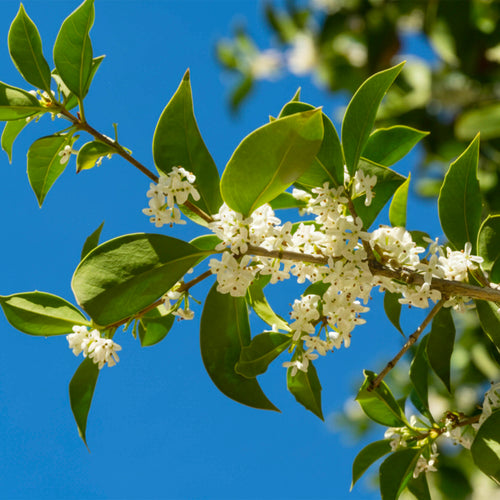 Osmanthe parfumé (Osmanthus Fragrans)
