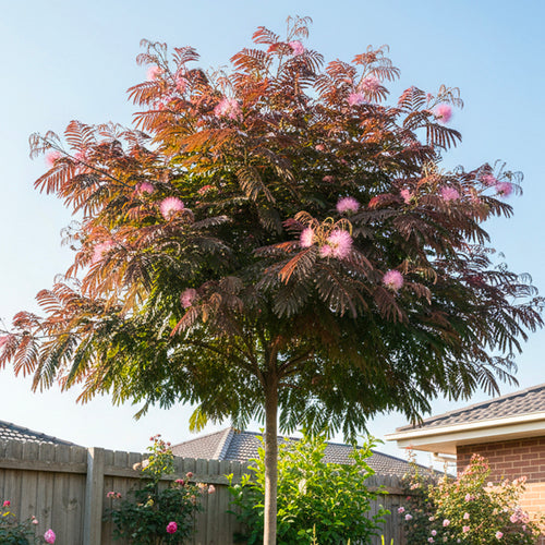 Arbre à Soie (Albizia Julibrissin 