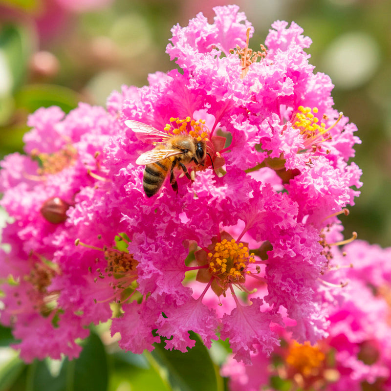 Lilas des indes en touffe (Lagerstroemia)