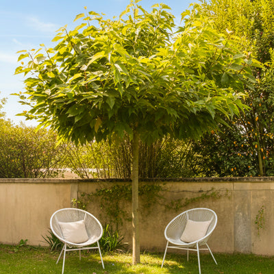 Mûrier Platane Stérile (Morus Platanifolia Fruitless)