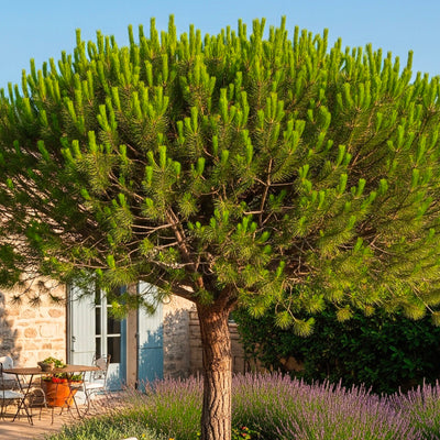 Pin Parasol (Pinus pinea)