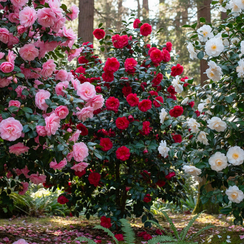 Camélia du Japon en touffe (Camelia Japonica)