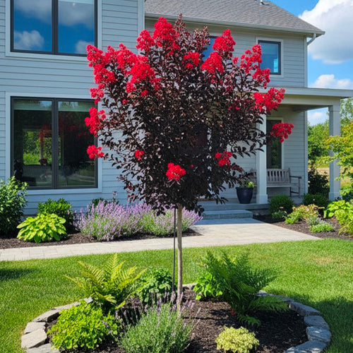 Lilas des indes en demi-tige (Lagerstroemia)