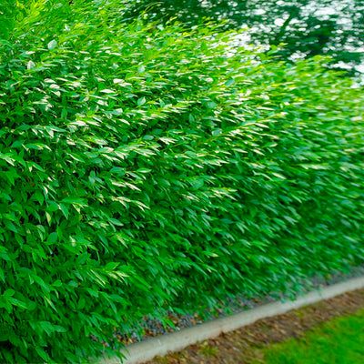Troène du Japon en touffe (Ligustrum Japonicum)