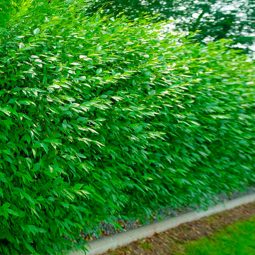 Troène du Japon en touffe (Ligustrum Japonicum)