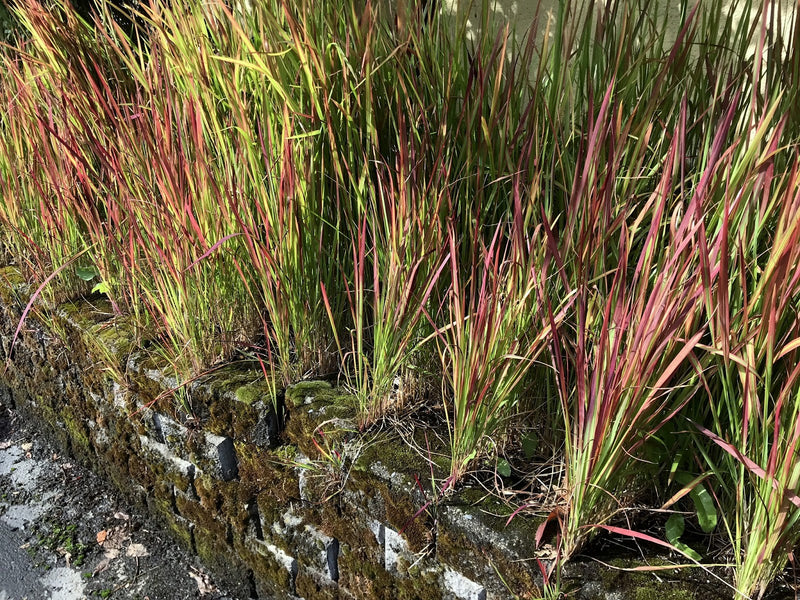 Graminée Red Baron (Imperata cylindrica)