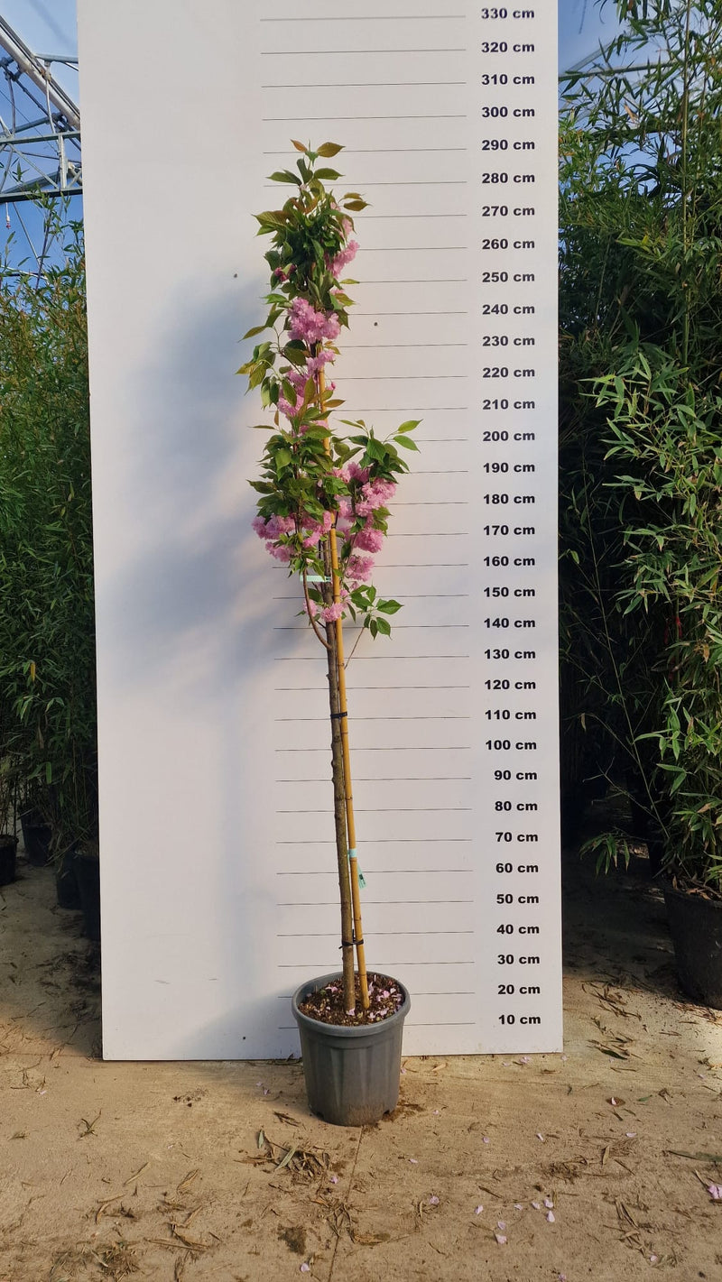 Cerisier Japonais à Fleurs en demi-tige (Prunus Serrulata Kanzan)