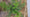Image to render