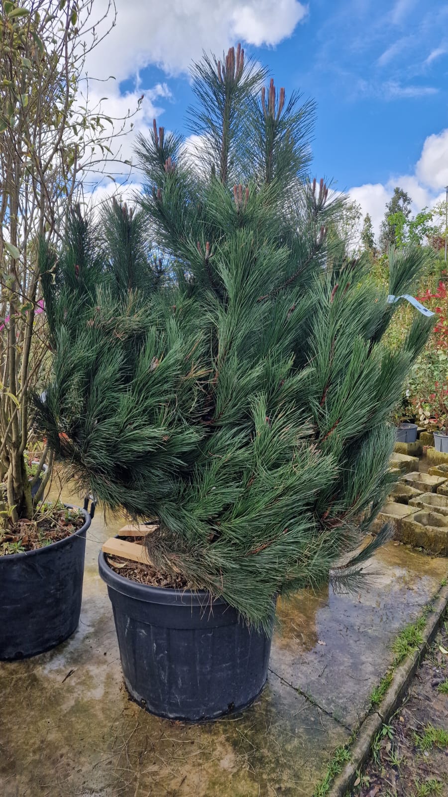 Pin noir (Pinus Nigra)