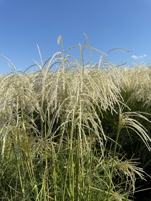 Roseau de Chine 'Pink Cloud' (Miscanthus Pink Cloud)