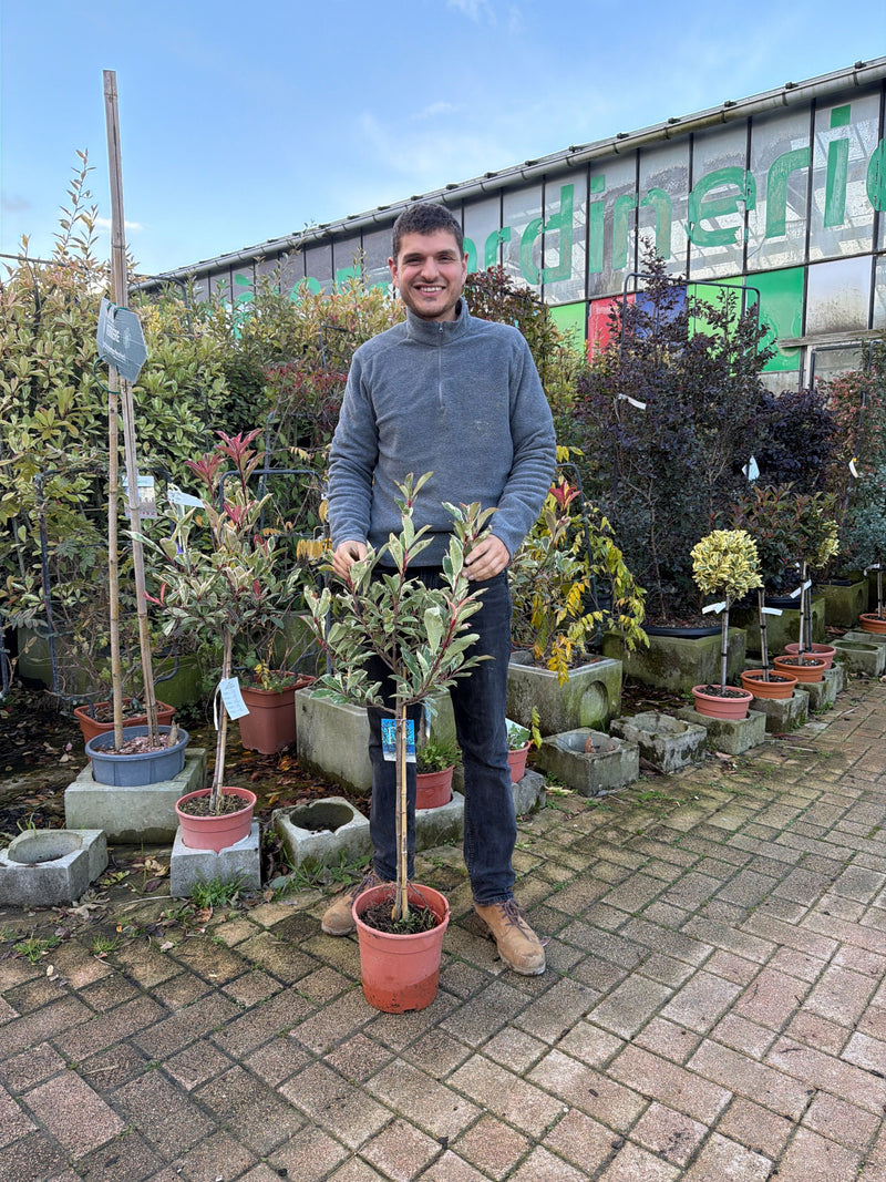 Photinia Pink Marble en Demi-tige
