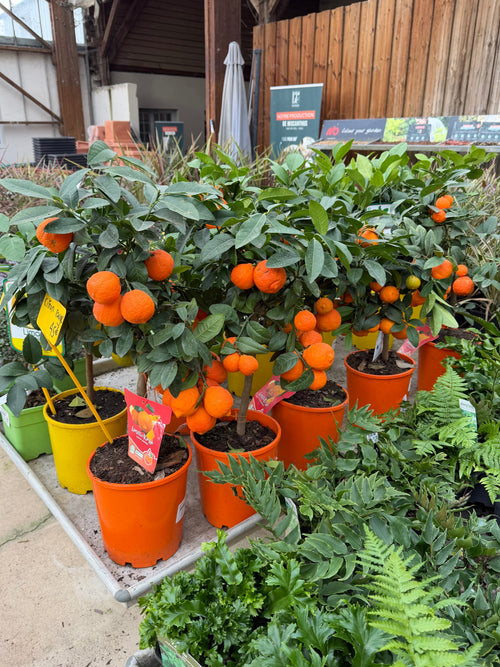 Citronnier Lime Rouge