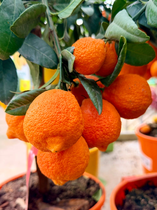 Citronnier Lime Rouge