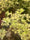 Image to render