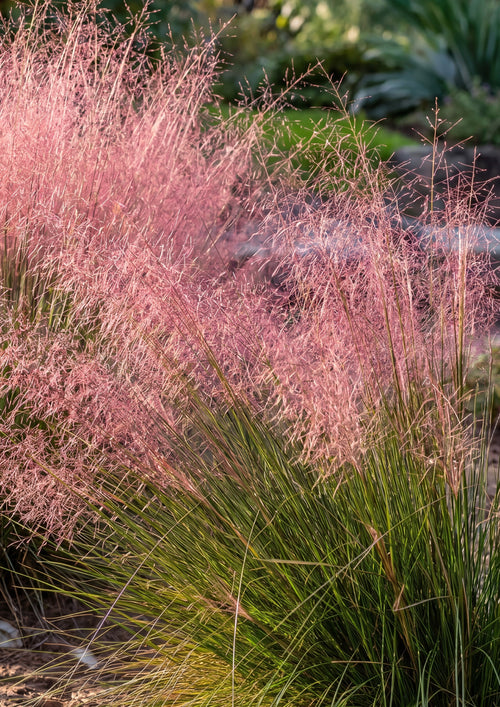 Graminée Vaporeuse Rose