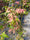 Image to render