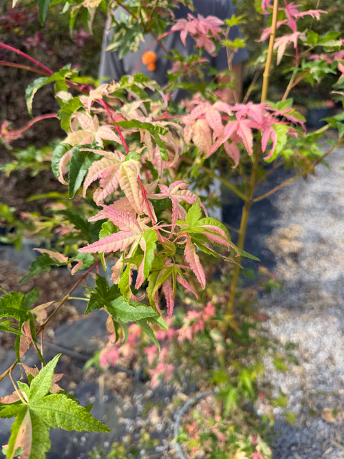 Acer palmatum 'Oridono Nishiki'