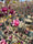 Image to render