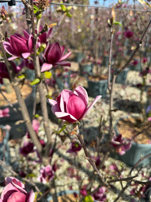 Magnolia Rouge Genie