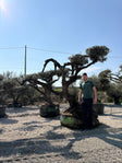 200/250cm n°D8