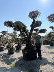 200/250cm n°D13