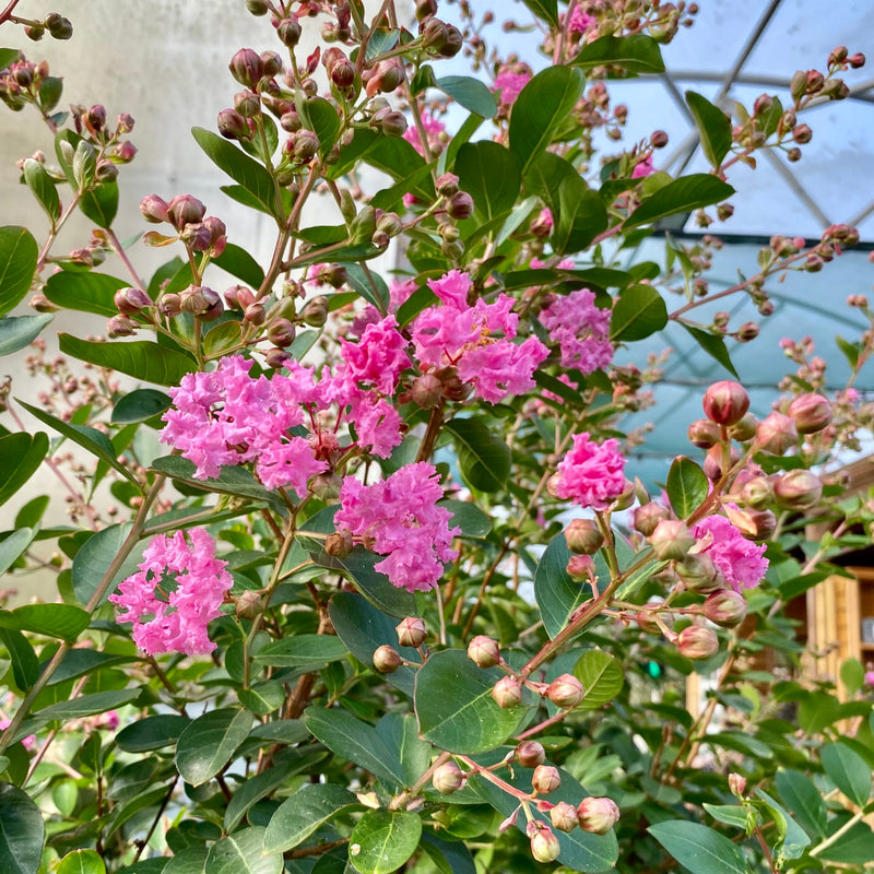 Lilas des indes tressé (Lagerstroemia)