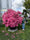 Image to render