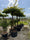 Image to render