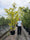 Image to render