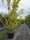 Image to render