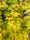 Image to render