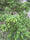 Image to render