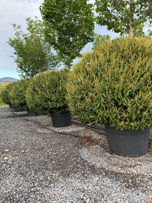 Prunus Lusitanica Angustifolia