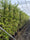 Image to render