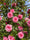 Image to render