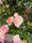 Image to render