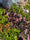 Image to render