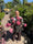 Image to render