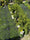 Image to render