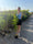 Image to render