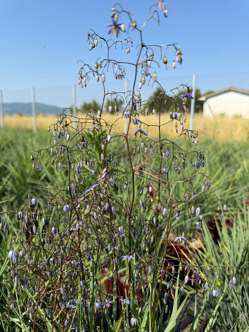 Lis de Tasmanie (Dianella caerulea Cassa Blue)