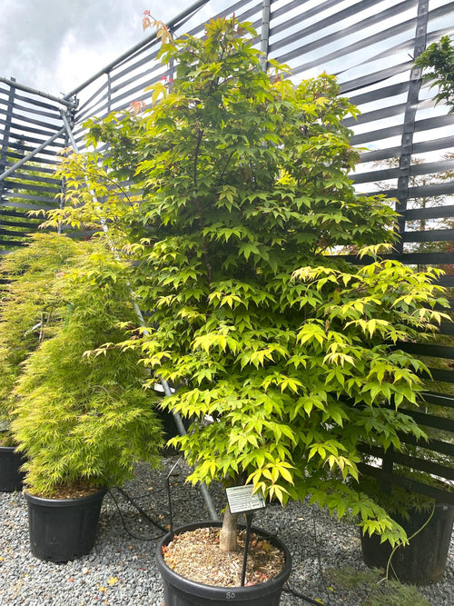 Acer Palmatum Ozakazuki