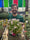 Image to render