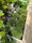 Image to render