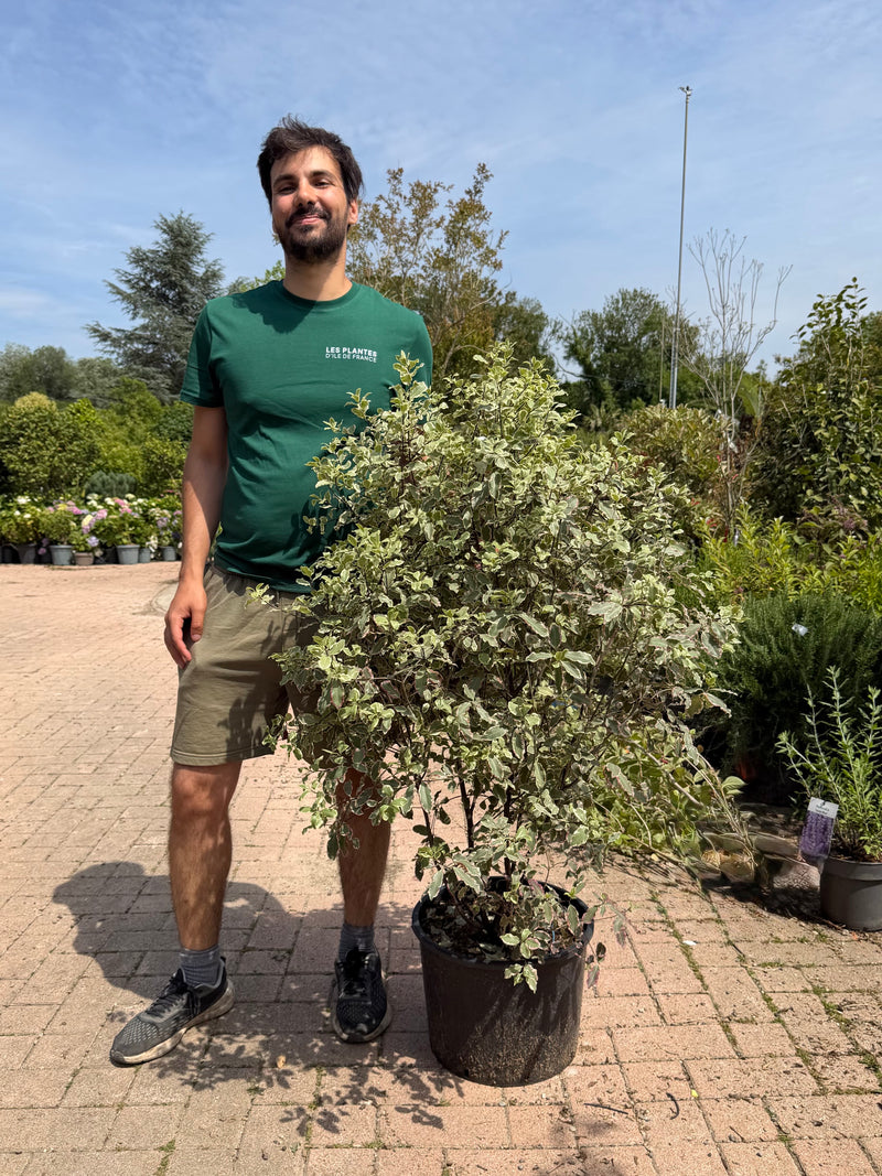 Pittosporum tenuifolium 'Elizabeth'