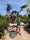 Image to render