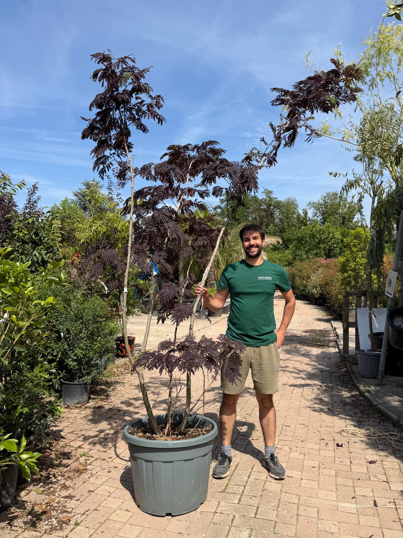 Arbre à Soie en cépée (Albizia Julibrissin 'Summer Chocolate')