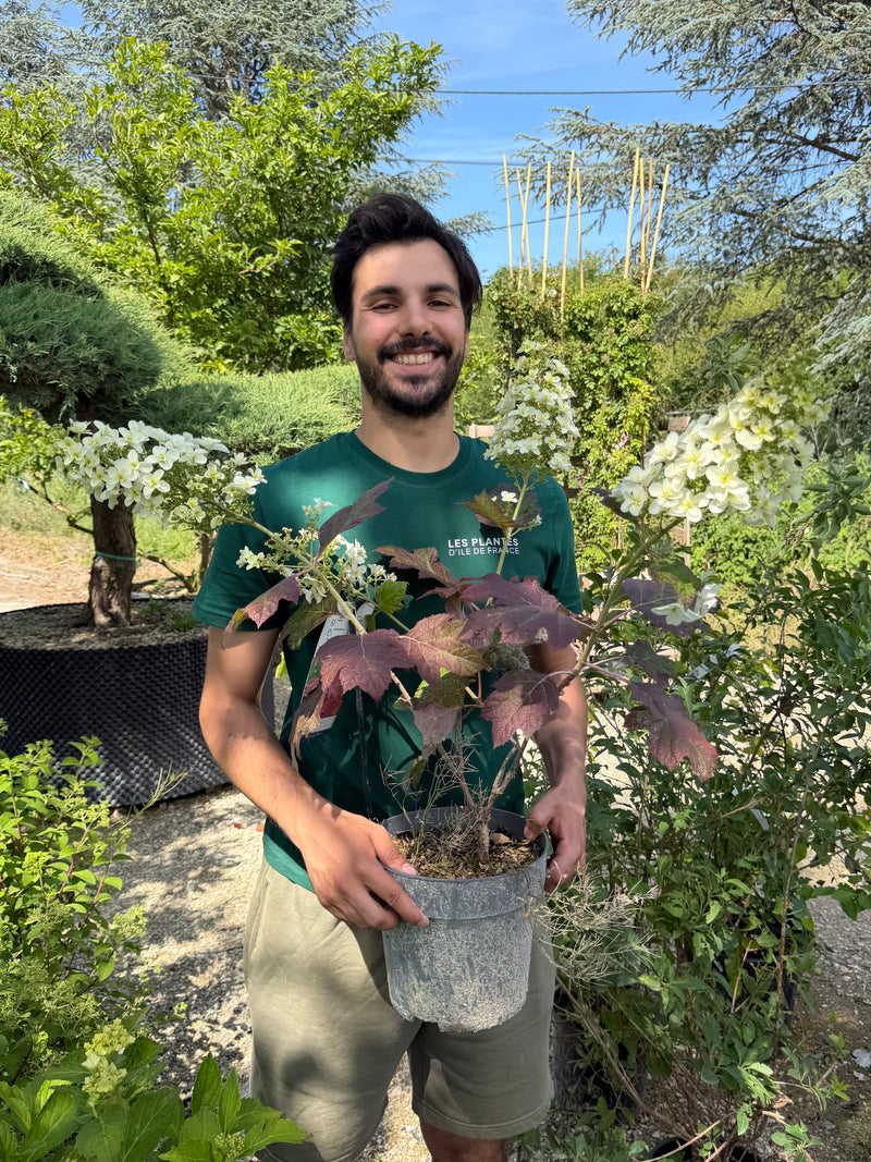 Hortensia à feuilles de chêne (fleurs blanches)