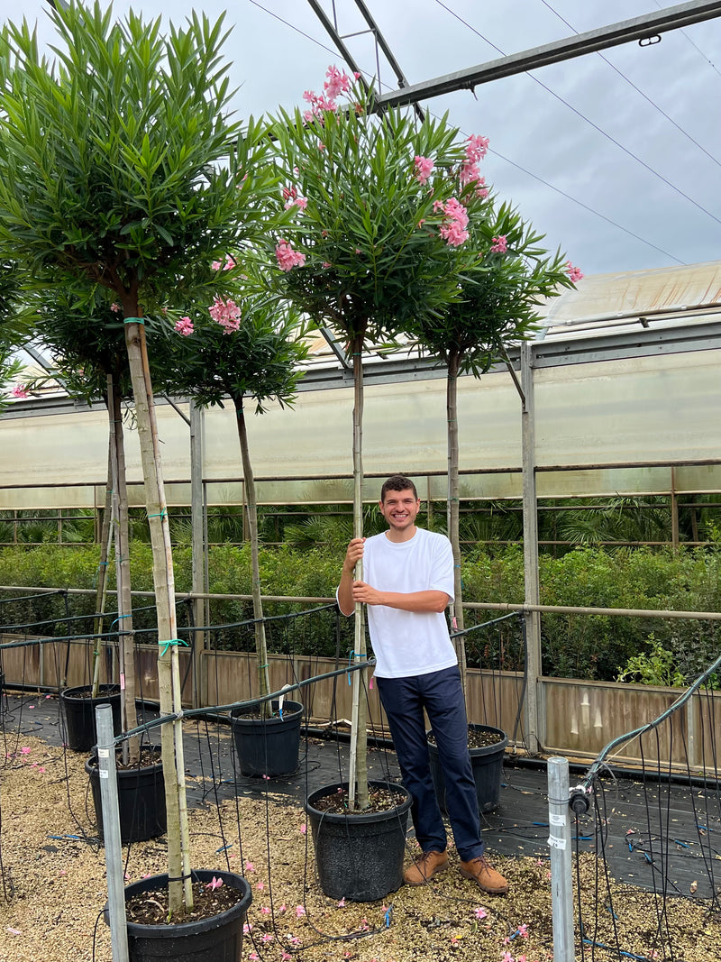 Laurier rose en tige (Nerium Oleander)