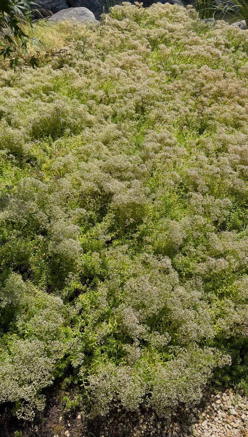 Sedum Coral Carpet